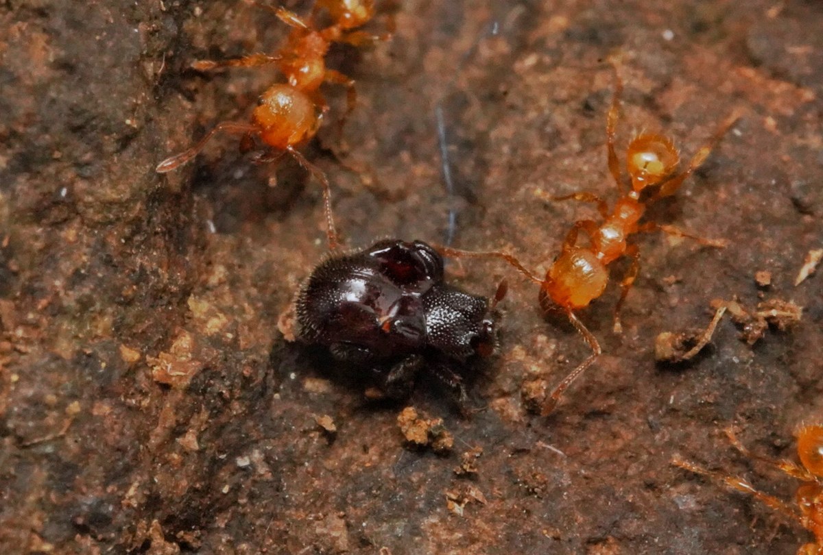 アリの巣の中にいる黒い甲虫とアリ